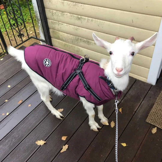 Waterproof Dog Clothes Winter Dog Coat With Harness Warm Pet Clothing Big Dog Jacket Chihuahua Labrador Coat Costume Meifu Market