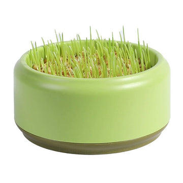 Potted Seeds Soilless Hydroponic Cat Grass Meifu Market