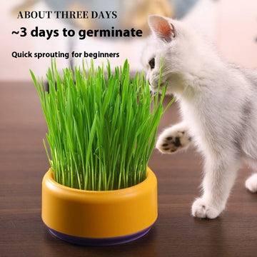 Potted Seeds Soilless Hydroponic Cat Grass Meifu Market