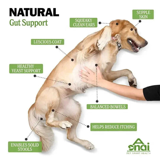 Pet Probiotics Chews - Digestive Health Supplements for Dogs Meifu Market