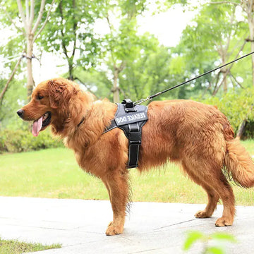 Personalization Of Pet Chest Strap Products Meifu Market