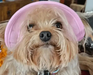 1pc Adorable Adjustable Pet Sun Hat - Ultimate Sun Protection for Dogs and Cats - Stylish Bow Decor Included for a Charming Look Meifu Market