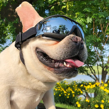 Pet Sunglasses Dog Windproof Glasses Accessories Goggles Meifu Market