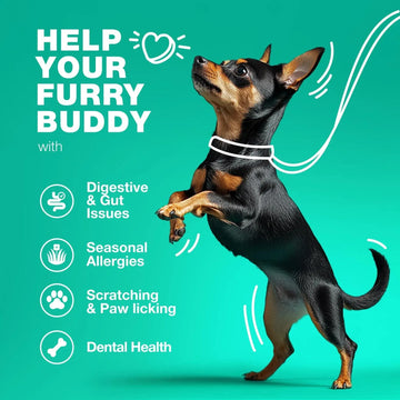 Do Not Sell On Amazon Probiotics For Dogs Support Gut Health Immunity Yeast Balance Itchy Skin Allergies Probiotics And Digestive Enzymes Coprophagia Deterrent For Dogs 180 Probiotic Chews For Dogs Meifu Market