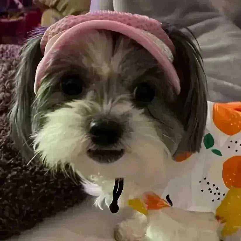 adjustable pet sun hat | uv protection for dogs | sun hat for cats | energy saving