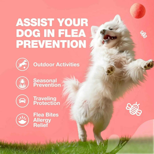 Dog Flea And Tick Treatment Chews FleaTick Prevention For Dogs Chewables Natural Dog Flea & Tick Control Soft Treats Immune Support Supplement Meifu Market