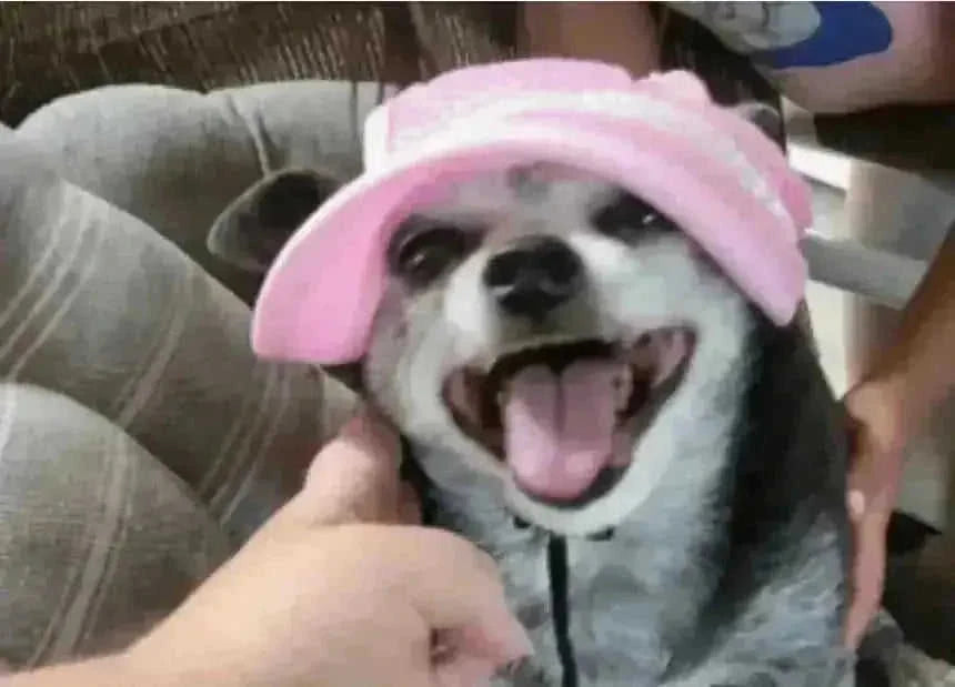 adjustable pet sun hat | uv protection for dogs | sun hat for cats | energy saving