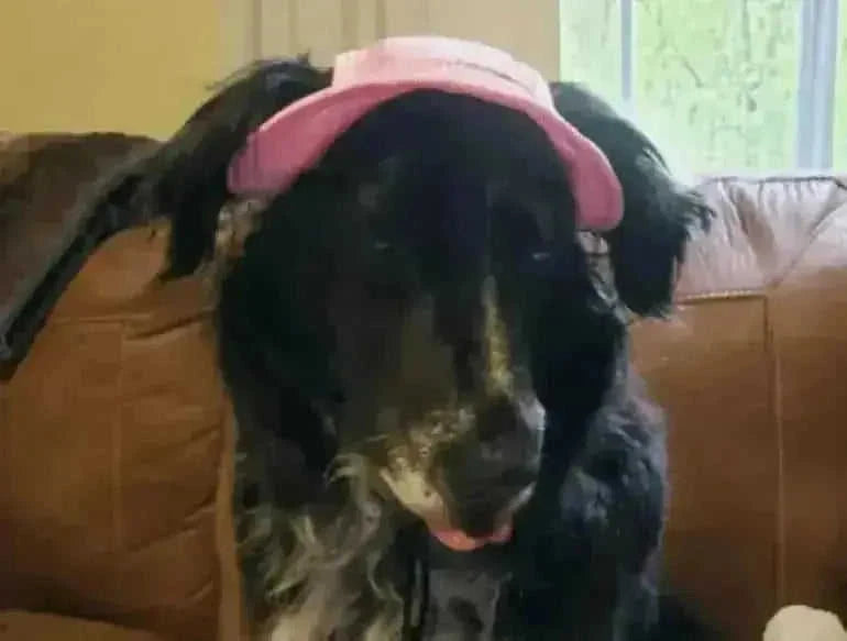 adjustable pet sun hat | uv protection for dogs | sun hat for cats | energy saving