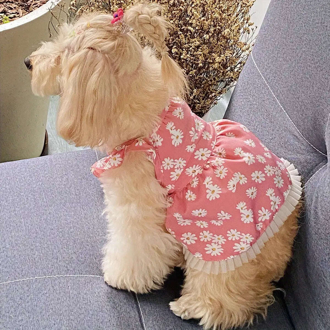 1pc Adorable Daisy Graphic Pet Dress - Soft, Breathable, Comfortable Loungewear for Dogs and Cats - Perfect for Summer Party, Outdoor Play, and Casual Wear | Ultimate Buying Guide 2025 (EN) - Meifu Market