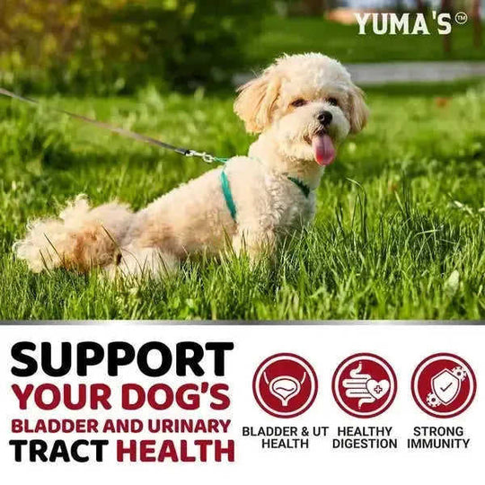 Dog UTI Treatment 170 Treats Cranberry Supplement For Dogs Bladder Control For Dogs 1PC - size and dimension reference