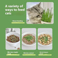 Lazy Cat Grass Canned Hydroponic Soilless Depilation Ball Digestive Snacks Meifu Market