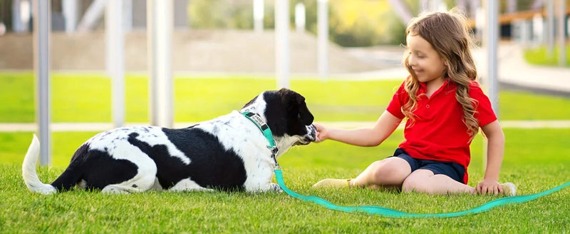 reflective dog collar | adjustable neoprene collar | padded breathable nylon collar | ultrasonic cleaning