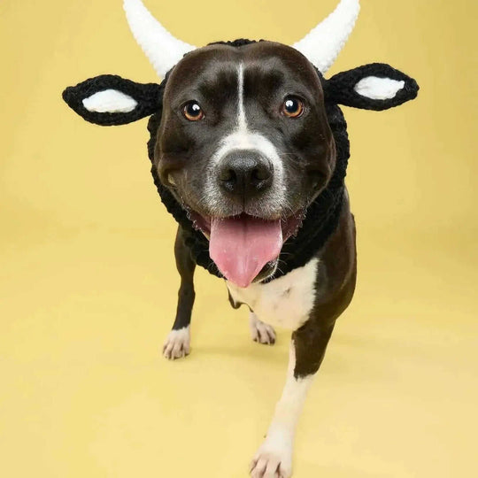 Black Cow Thermal And Windproof Halloween Knitted Jarre Aero Bull Dog Hat - Meifu Market