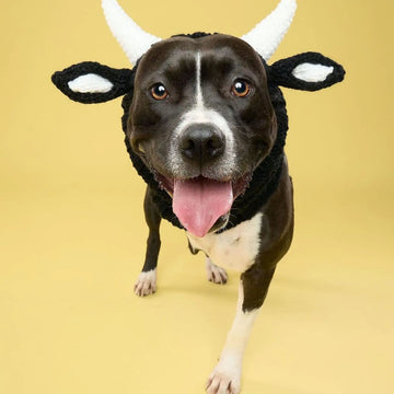 Black Cow Thermal And Windproof Halloween Knitted Jarre Aero Bull Dog Hat Meifu Market