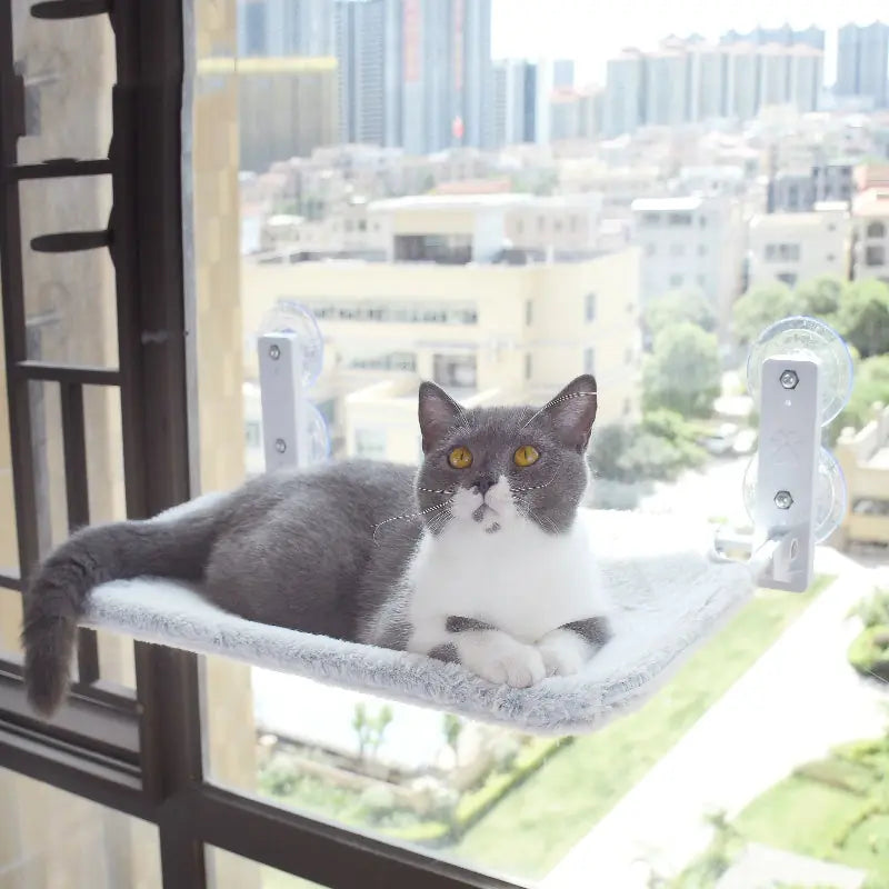 Cat Suction Cup Window Glass Hammock Pet Cat Pets Products Meifu Market
