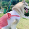 Dog Clothes Princess Dog Costume Labrador Golden Retriever Big Dog Clothes 4XL - in use demonstration