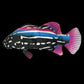 Without Cat Nip Version - Electric Jumping Fish Simulation Electric Fish Toy Meifu Market