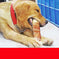 Dog teeth cleaning bones 3 small chicken flavors - back view