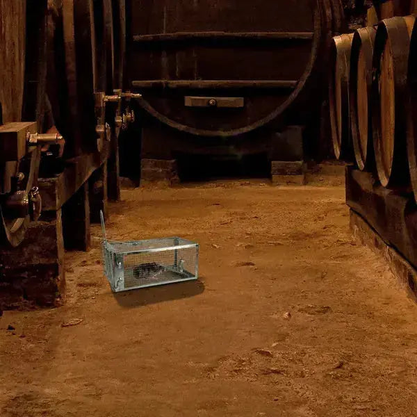 2 Pack Rat Trap Cage Humane Live Rodent Trap Cage Galvanized Iron Mice Mouse Control Bait Catch With Detachable U Shaped Rod Meifu Market