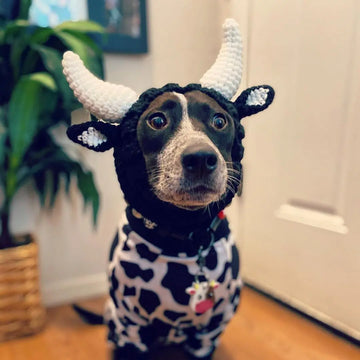 Black Cow Thermal And Windproof Halloween Knitted Jarre Aero Bull Dog Hat