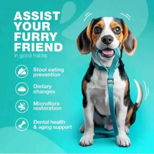 No Poo Chews For Dogs Coprophagia Deterrent For Dogs Forbid For Dogs Stool Eating Deterrent Dog Probiotics For Digestive Health Digestive Gut Immune Health Treats No Poop Eating For Dogs Meifu Market