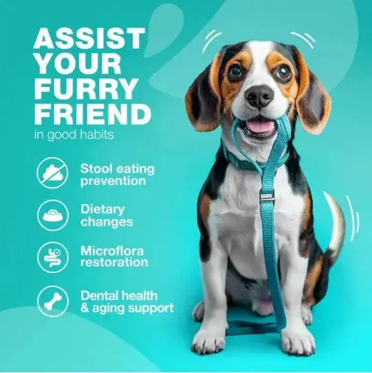 No Poo Chews For Dogs Coprophagia Deterrent For Dogs Forbid For Dogs Stool Eating Deterrent Dog Probiotics For Digestive Health Digestive Gut Immune Health Treats No Poop Eating For Dogs Meifu Market