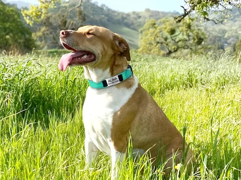 reflective dog collar | adjustable neoprene collar | padded breathable nylon collar | ultrasonic cleaning