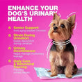 Dog UTI Treatment Dog Cranberry Supplement For Bladder Kidney Health Meifu Market