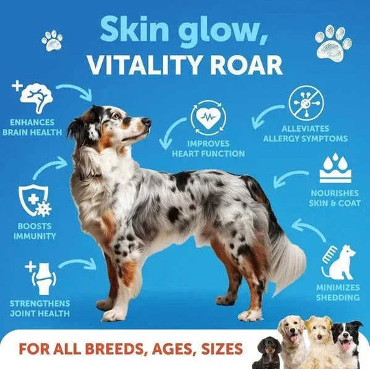 Salmon Oil For Dogs 3 For Dogs 8 FL OZ Wild Alaskan Salmon Fish Oil Meifu Market