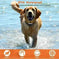 990FT Range Dog Wireless Fence Remote Training Collar IPX6 Waterproof Receiver With 0-9 Levels Beep Vibration Shock Mode...