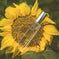 long-lasting perfume for school | vegan cruelty-free fragrance | light floral eau de toilette | energy saving