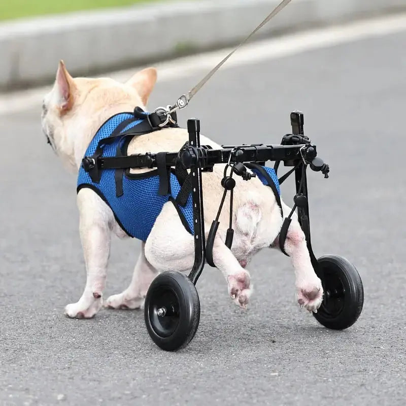 Pet Disabled Dog Wheelchair Scooter - adjustable dog wheelchair for growing puppies
