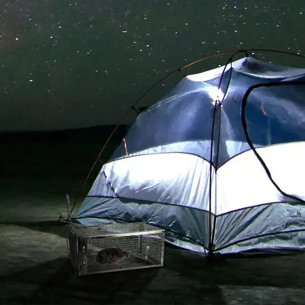 2 Pack Rat Trap Cage Humane Live Rodent Trap Cage Galvanized Iron Mice Mouse Control Bait Catch With Detachable U Shaped Rod Meifu Market