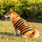 Halloween Dog Sweaters Pet Costume Teddy Warm Leisure Sweater Cosplay Clothes For Dogs Pets Outfits Orange Small Pumpkin -...