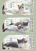 Cat Suction Cup Window Glass Hammock Pet Cat Pets Products Meifu Market