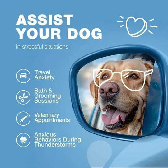 Hemp Calming Chews For Dogs Dog Calming Treats Anxiety Relief For Dogs Meifu Market