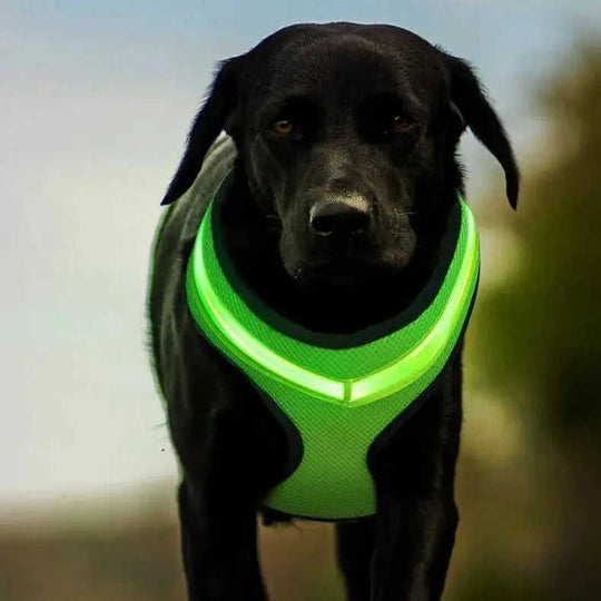 LED Luminous Dog Harness Led USB Charging Dog Chest Strap Vest Pet Safety Reflective Harness Pet Vest For Puppy Large Dog ...
