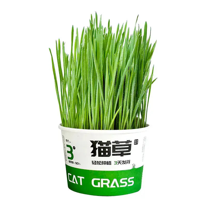 Lazy Cat Grass Canned Hydroponic Soilless Depilation Ball Digestive Snacks Meifu Market