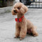 personalized pet bow tie | adjustable dog collar bow | cat bow tie accessories | energy saving
